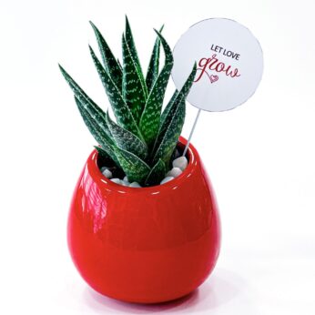 Decorative Gasteria d Due Succulent Plant