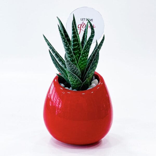 Decorative Gasteria d Due Succulent Plant - Image 2