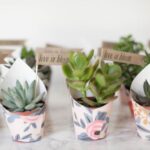 Indoor plants for return gift