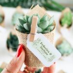 Succulent plant return gifts