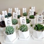 Succulent plant return gift