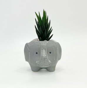 Elephant Plant Pot with Plant 