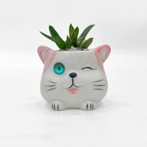 cute cat Pot with plant 